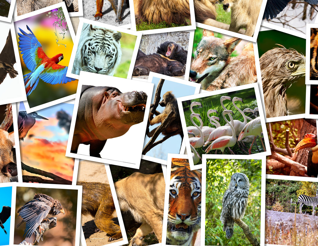 Y2 Animals including humans Zunairah | www.ase.org.uk