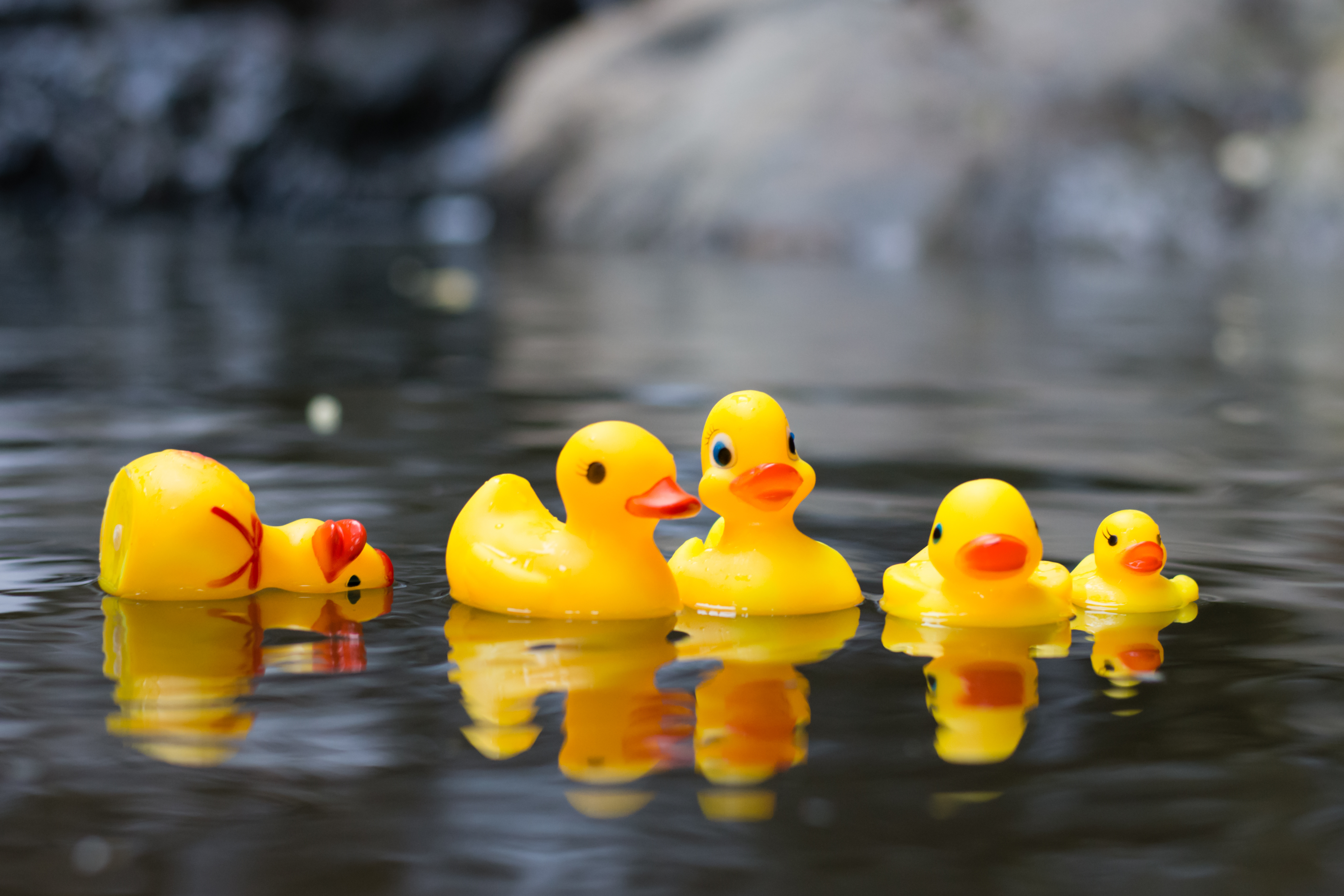 floating duck toy