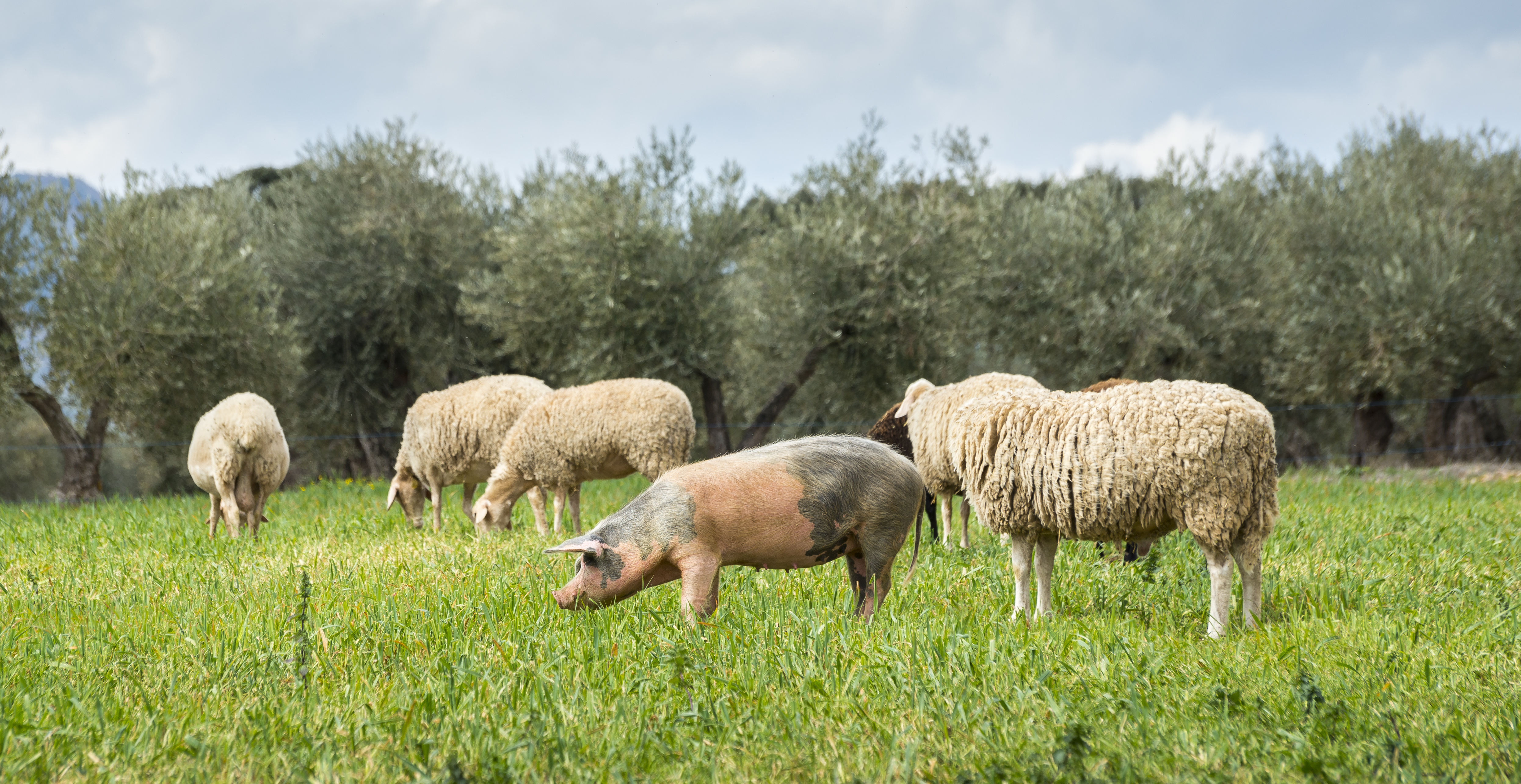 sheepandpig