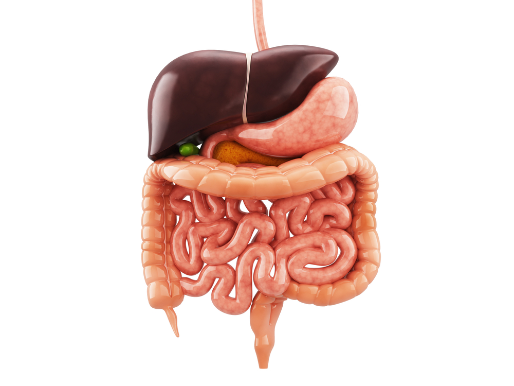 Diet and digestion