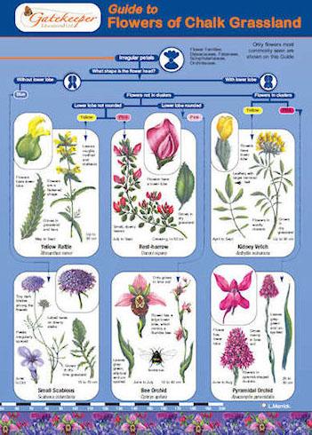 reference chemistry form Guide To Chalk Grassland Flowers Identifying ASE Of reference chemistry form Guide To Chalk Grassland Flowers Identifying ASE Of