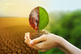 A hand holding a leaf